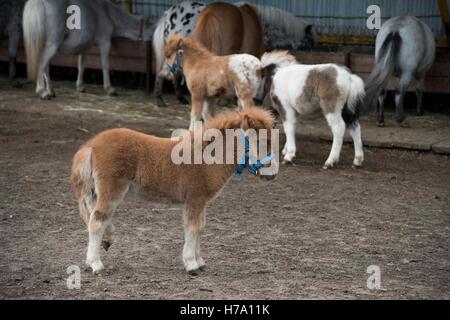 Mini dwarf cavallo in un pascolo in una fattoria. puledro mini cavallo. Foto Stock