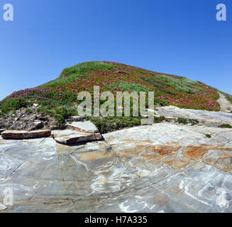 Fioritura estiva rock hill Carpobrotus con fiori di colore rosa e azzurro del cielo. Foto Stock