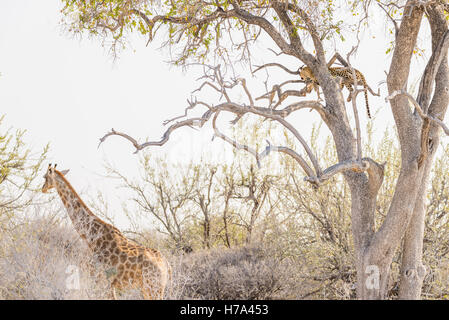 Leopard si appollaia su Acacia ramo di albero contro il cielo bianco. La giraffa passeggiate indisturbate. La fauna selvatica safari in Etosha National Pa Foto Stock