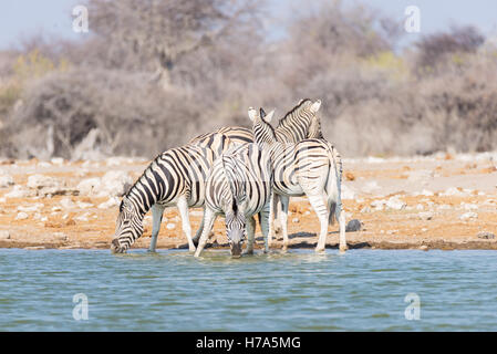 Mandria di zebre bere da waterhole. Wildlife Safari nel Parco Nazionale di Etosha, maestose destinazione di viaggio in Namibia, Afr Foto Stock