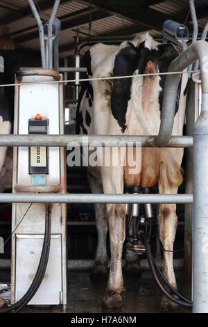 Bovini sul Rotary stazione di mungitura Australia Foto Stock