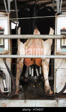 Bovini sul Rotary stazione di mungitura Australia Foto Stock