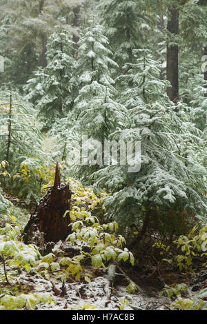 Nuova neve lungo Indigo Lago Trail, Cascade Laghi Area ricreativa, Willamette National Forest, Oregon Foto Stock