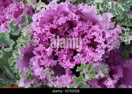 Cavolo ornamentale, Brassica oleracea Foto Stock