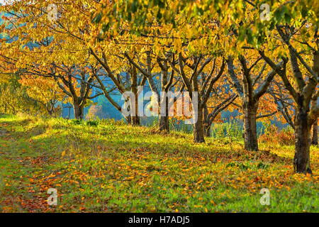 Alberi di castagno e un prato verde in un assolato pomeriggio di caduta Foto Stock