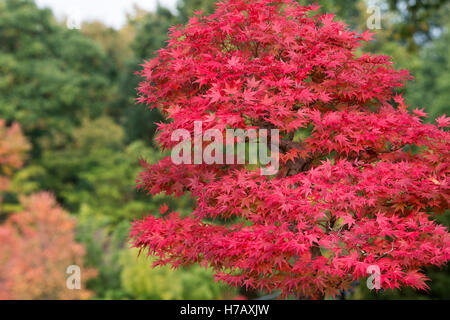 Acer Palmatum. Bonsai Japanese maple tree in autumn colours at RHS Wisley Gardens, Surrey, England Foto Stock