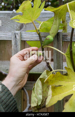 Giardiniere che rimuove i fichi immaturi sottosviluppati da un albero di fico in ottobre Foto Stock