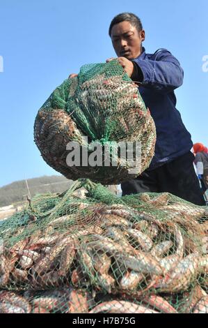 Qingdao, Qingdao, Cina. 3 Novembre, 2016. Qingdao, CINA-novembre 3 2016: (solo uso editoriale. Cina OUT).Il mercato di pesce a Qingdao, Cina orientale della provincia di Shandong, Novembre 3rd, 2016. Piatti a base di frutti di mare freschi è palancole in Qingdao durante il picco di stagione di pesca. Il pesce è venduto al mercato interno e sui mercati esteri, conquistando una grande popolarità. Inoltre alcuni dei piatti a base di frutti di mare freschi saranno trasformati in prodotti a base di pesce a stabilimenti di trasformazione nelle vicinanze. © SIPA Asia/ZUMA filo/Alamy Live News Foto Stock