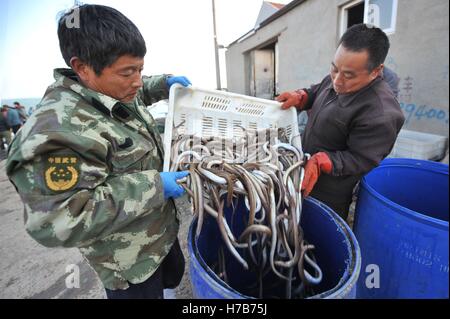 Qingdao, Qingdao, Cina. 3 Novembre, 2016. Qingdao, CINA-novembre 3 2016: (solo uso editoriale. Cina OUT).Il mercato di pesce a Qingdao, Cina orientale della provincia di Shandong, Novembre 3rd, 2016. Piatti a base di frutti di mare freschi è palancole in Qingdao durante il picco di stagione di pesca. Il pesce è venduto al mercato interno e sui mercati esteri, conquistando una grande popolarità. Inoltre alcuni dei piatti a base di frutti di mare freschi saranno trasformati in prodotti a base di pesce a stabilimenti di trasformazione nelle vicinanze. © SIPA Asia/ZUMA filo/Alamy Live News Foto Stock