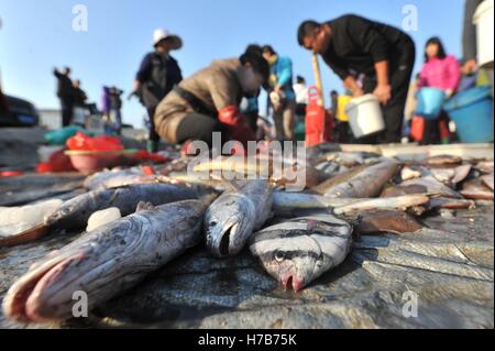 Qingdao, Qingdao, Cina. 3 Novembre, 2016. Qingdao, CINA-novembre 3 2016: (solo uso editoriale. Cina OUT).Il mercato di pesce a Qingdao, Cina orientale della provincia di Shandong, Novembre 3rd, 2016. Piatti a base di frutti di mare freschi è palancole in Qingdao durante il picco di stagione di pesca. Il pesce è venduto al mercato interno e sui mercati esteri, conquistando una grande popolarità. Inoltre alcuni dei piatti a base di frutti di mare freschi saranno trasformati in prodotti a base di pesce a stabilimenti di trasformazione nelle vicinanze. © SIPA Asia/ZUMA filo/Alamy Live News Foto Stock