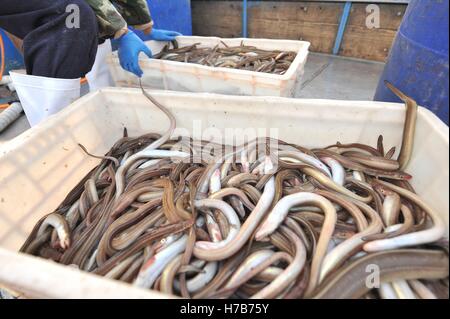 Qingdao, Qingdao, Cina. 3 Novembre, 2016. Qingdao, CINA-novembre 3 2016: (solo uso editoriale. Cina OUT).Il mercato di pesce a Qingdao, Cina orientale della provincia di Shandong, Novembre 3rd, 2016. Piatti a base di frutti di mare freschi è palancole in Qingdao durante il picco di stagione di pesca. Il pesce è venduto al mercato interno e sui mercati esteri, conquistando una grande popolarità. Inoltre alcuni dei piatti a base di frutti di mare freschi saranno trasformati in prodotti a base di pesce a stabilimenti di trasformazione nelle vicinanze. © SIPA Asia/ZUMA filo/Alamy Live News Foto Stock