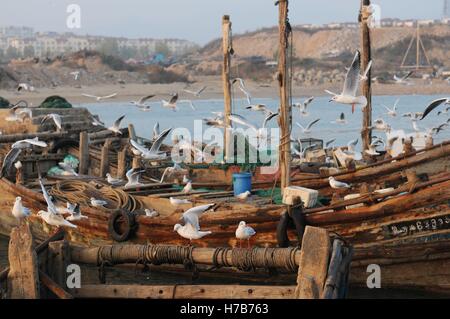 Qingdao, Qingdao, Cina. 3 Novembre, 2016. Qingdao, CINA-novembre 3 2016: (solo uso editoriale. Cina OUT).Il mercato di pesce a Qingdao, Cina orientale della provincia di Shandong, Novembre 3rd, 2016. Piatti a base di frutti di mare freschi è palancole in Qingdao durante il picco di stagione di pesca. Il pesce è venduto al mercato interno e sui mercati esteri, conquistando una grande popolarità. Inoltre alcuni dei piatti a base di frutti di mare freschi saranno trasformati in prodotti a base di pesce a stabilimenti di trasformazione nelle vicinanze. © SIPA Asia/ZUMA filo/Alamy Live News Foto Stock