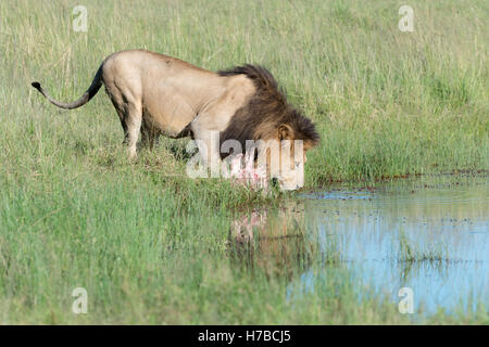 Leone maschio (Panthera leo) bere a waterhole nella Riserva Nazionale di Masai Mara, Kenya Foto Stock