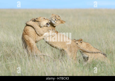 Giovani leoni (Panthera leo) giocando insieme, il Masai Mara riserva nazionale, Kenya Foto Stock