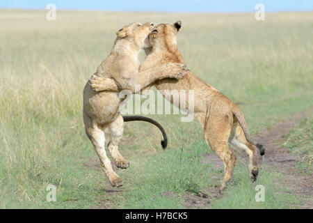 Giovani leoni (Panthera leo) giocando insieme, il Masai Mara riserva nazionale, Kenya Foto Stock