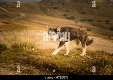 Ritratto di un cane pastore in un paesaggio dei Carpazi Foto Stock