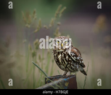 Wild piccolo gufo seduto sul bordo di attrezzature agricole, guardando in avanti.(Athene noctua) Foto Stock