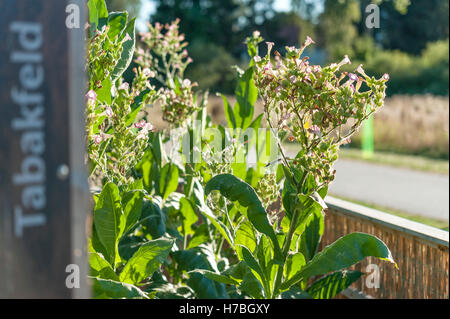 Campo di tabacco Foto Stock