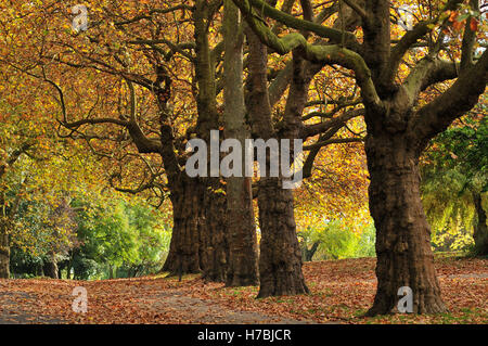 Alberi a Finsbury Park, Londra del nord in autunno Foto Stock