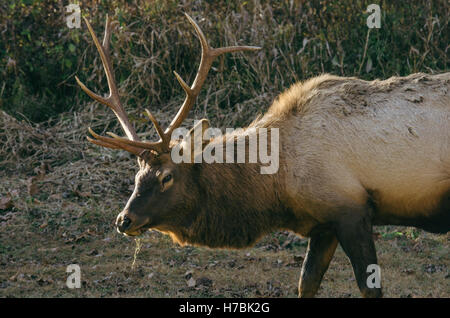 Bull alci pascolare durante l'autunno in Great Smoky Mountains del North Carolina, STATI UNITI D'AMERICA Foto Stock