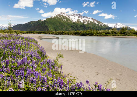 Nootka lupini (Lupinus nootkatenis) lungo il fiume Placer Overflow nel braccio Turnagain centromeridionale in Alaska. Foto Stock