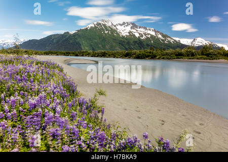 Una lunga esposizione di Nootka lupini (Lupinus nootkatenis) lungo il fiume Placer Overflow nel braccio Turnagain centromeridionale in Alaska. Foto Stock