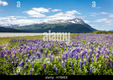 Una lunga esposizione di Nootka lupini (Lupinus nootkatenis) lungo le venti miglia di fiume nel braccio Turnagain centromeridionale in Alaska. Foto Stock