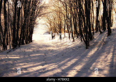 La luce del tramonto sulla neve nella foresta Foto Stock