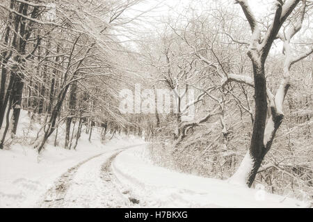 Strada innevata attraverso la foresta in inverno Foto Stock