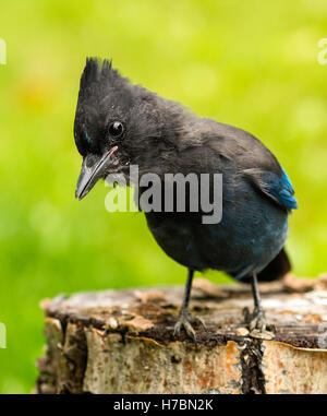 Curioso Steller Jay (Cyanocitta stelleri) centromeridionale in Alaska. Foto Stock