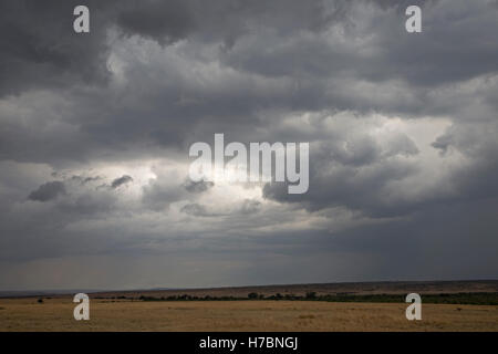 Storm pioggia nuvole edificio su Savannah praterie Masai Mara Kenya Foto Stock
