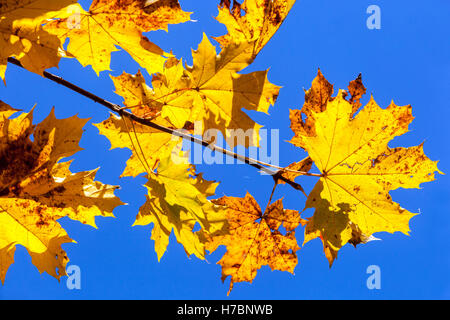Foglie di acero giallo Norvegia foglie di acero giallo autunno foglie di luce solare Foto Stock