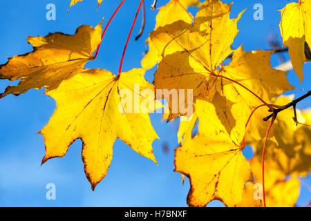 Giallo Norvegia acero foglie autunno luce del sole ingiallimento Foto Stock