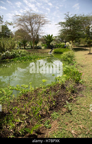 Varietà di piante acquatiche in zona umida costruito di trattamento di acque reflue Oserian flower farm Lake Naivasha Kenya Foto Stock