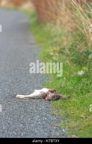 Coniglio morto roadkill ucciso su una strada nello Yorkshire Regno Unito Foto Stock