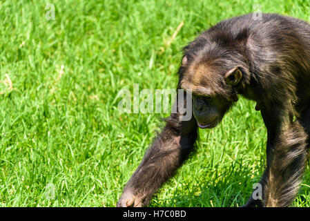 Scimpanzè africani su erba verde Foto Stock