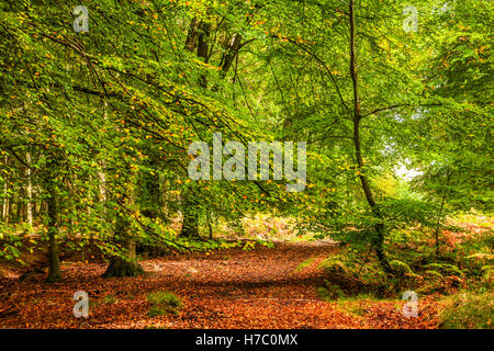 Percorso del bosco attraverso la Foresta di Dean, nel Gloucestershire. Foto Stock