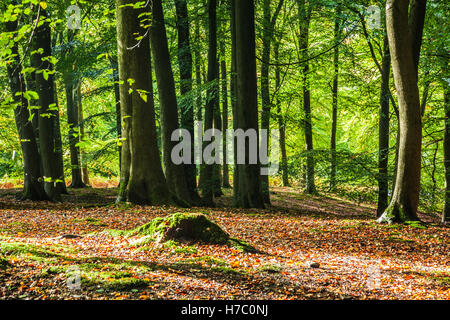 Pezzata luce solare attraverso inizio autunno gli alberi della foresta di Dean, nel Gloucestershire. Foto Stock