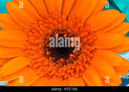 Bright orange gerbera Foto Stock
