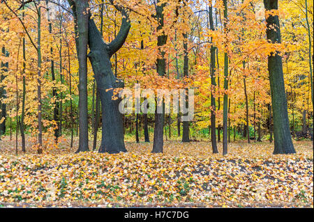Bosco in autunno Foto Stock