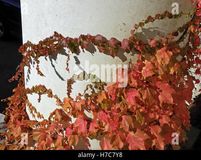 Arcate di Zagabria nel cimitero Mirogoj,red ivy,croazia,l'Europa,2 Foto Stock