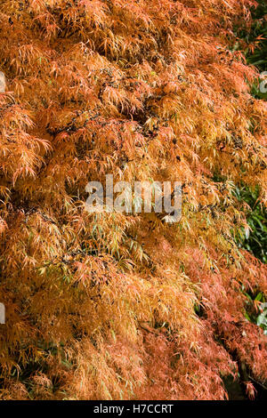 Acer palmatum 'Koto no ito' le foglie in autunno. Foto Stock