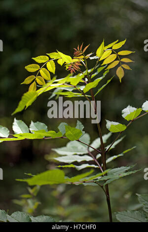 Cenere (Fraxinus excelsior). Alberello fogliame. Molla. inizio estate. In Inghilterra. Foto Stock