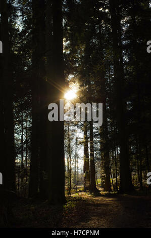Verde scuro foresta con un percorso tra alberi di sunrise. Foto Stock