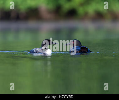 Loon comune di violare l'acqua per tendere e asciugare le sue piume dopo un tuffo in cerca di pesce. Foto Stock