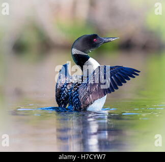 Loon comune di violare l'acqua per tendere e asciugare le sue piume dopo un tuffo in cerca di pesce. Foto Stock