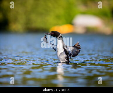 Loon comune di violare l'acqua per tendere e asciugare le sue piume dopo un tuffo in cerca di pesce. Foto Stock