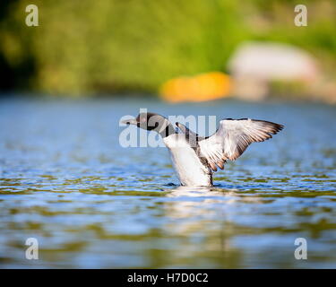 Loon comune di violare l'acqua per tendere e asciugare le sue piume dopo un tuffo in cerca di pesce. Foto Stock