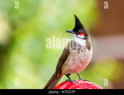 Il rosso-whiskered bulbul è un uccello passerine trovati in Asia. Si tratta di un membro della famiglia di bulbul. Foto Stock