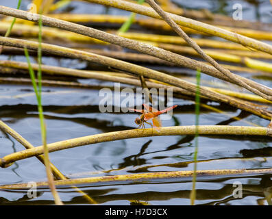 Il golden-inanellati dragonfly è un campione che colpisce con un elemento allungato di nero e giallo listati addome. Foto Stock